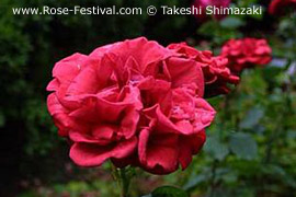 Bulgaria rose festival